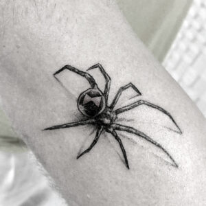 Spider